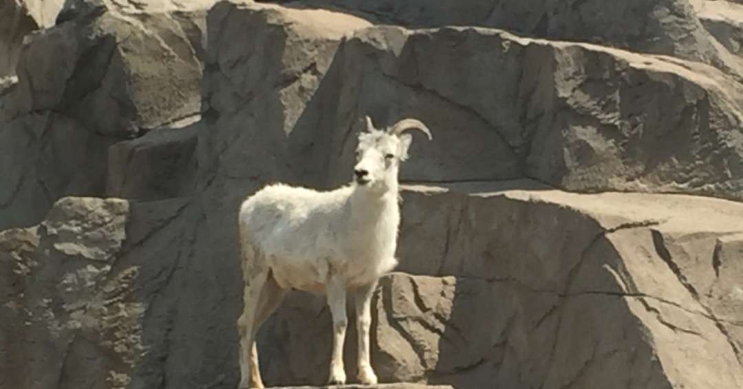 Colorado Hidden Gems - Goat on the Million Dollar Highway